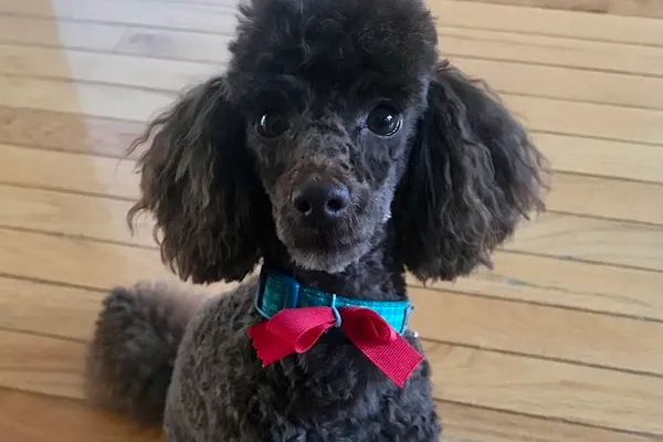 Kim's Dog Grooming