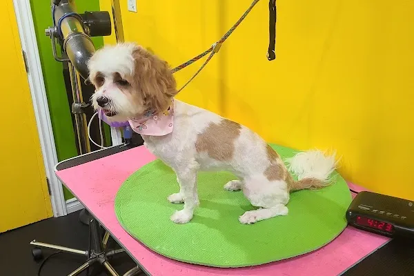 Dog Mobile Gym