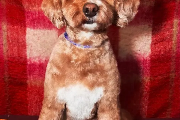 You Gud Dog