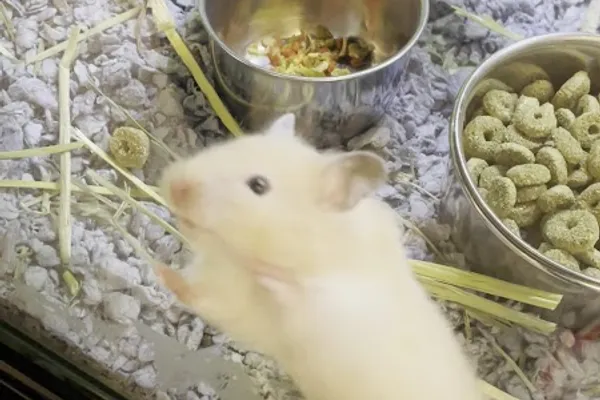 PetSmart Grooming