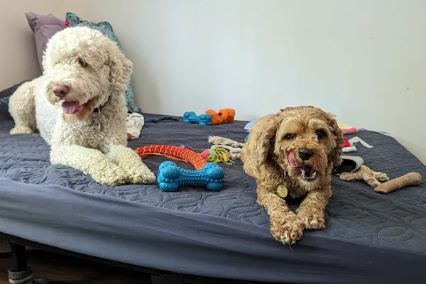 Diana's Furry Friends Pet Sitting