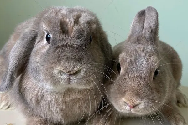 Funny Bunny Services