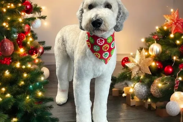 Blue Dog Grooming