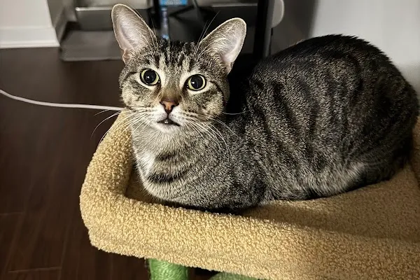Toronto Animal Services