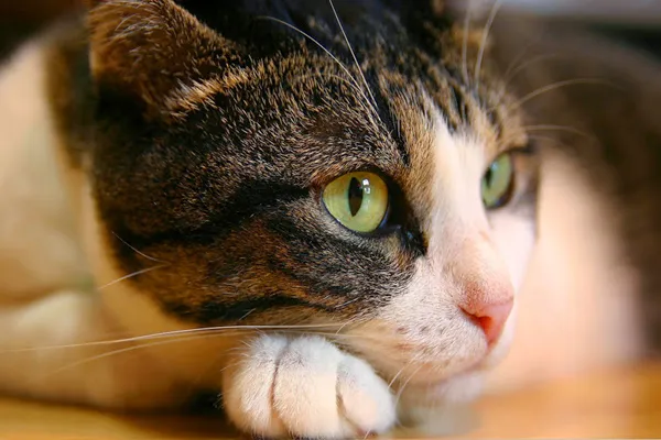 Guildcrest Cat Hospital