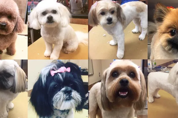 Charming Paws Grooming Studio