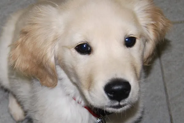 Kato Animal Hospital