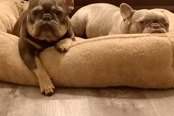 Iyer's Pet Boarding, dog sitting and walking in Mississauga