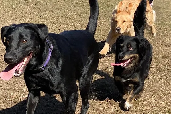 Mas and Paws Pet Resort
