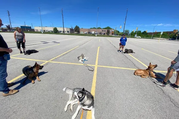Jennifer Broadbent's Dog Training Academy