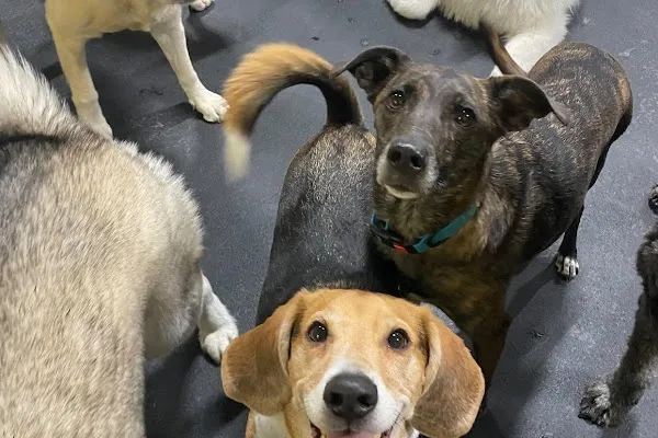 Wag Awhile Doggy Daycare, Hotel and Spa