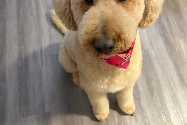 Tidy Ups Pet Services