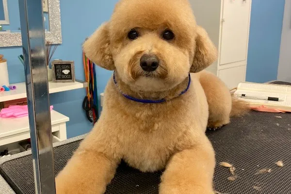 Floof Pet Grooming