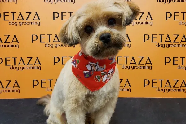 Petaza Dog Grooming