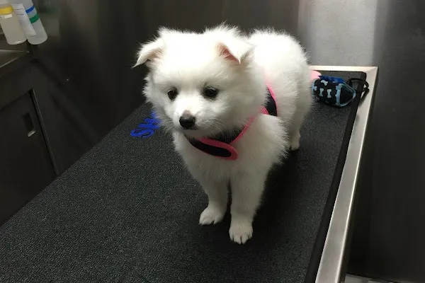 Mississauga Animal Hospital
