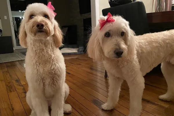 Diamond in the Ruff Dog Groomers