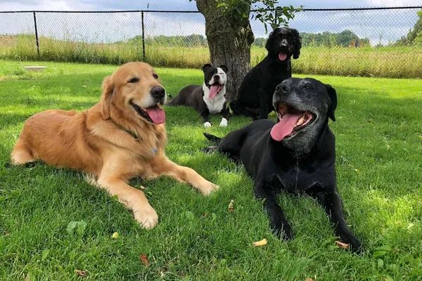 Pooch Haven Grooming & Doggie Daycare