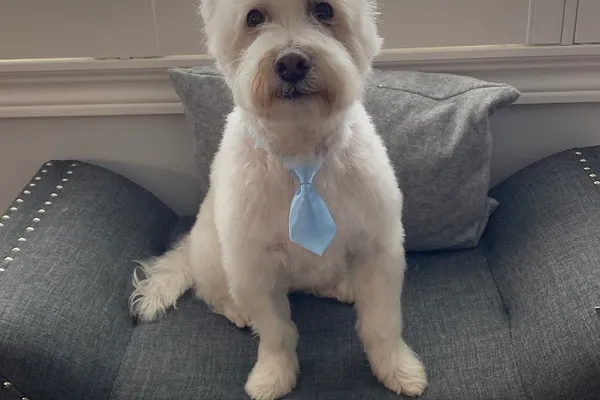 Dream Dogs Pet Grooming Inc