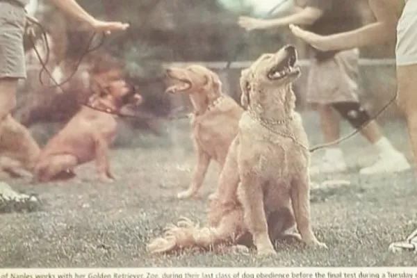 Magic Touch Dog Training and Consulting Inc.