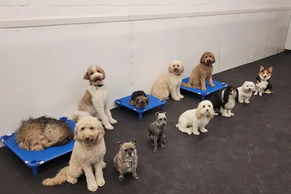 The Dog Stop
