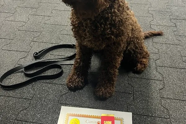 Canine Academy