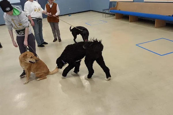 Balanced K9
