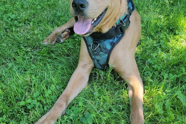 Happy Little Paws