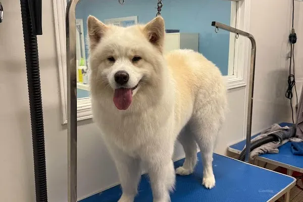 My Groomer Jess