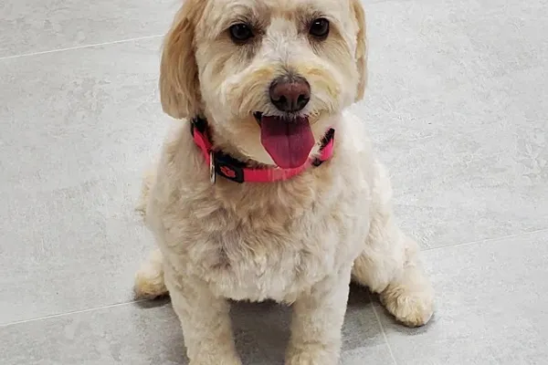 Happy Laundromutt