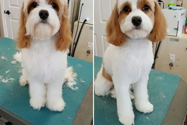 Unleashed Creations Grooming Salon