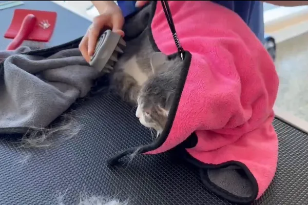AiLin's Pet Store-Grooming& boarding