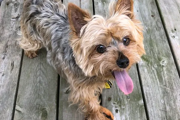 Wag-a-tail Dog Walking & Cat Sitting