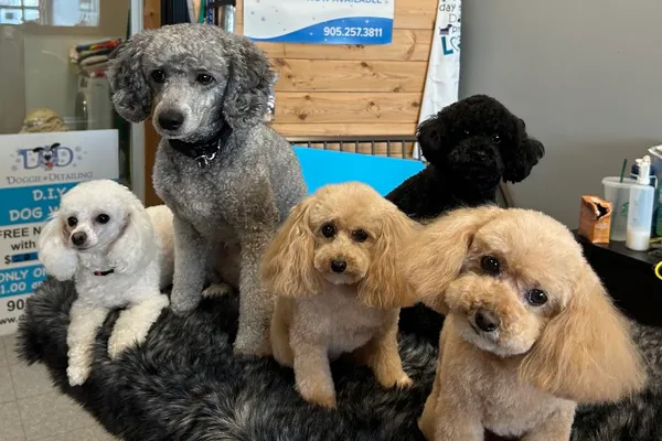 Doggie Detailing