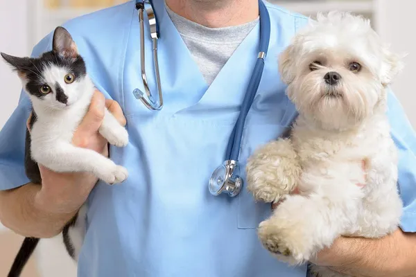 Brittany Glen Animal Hospital