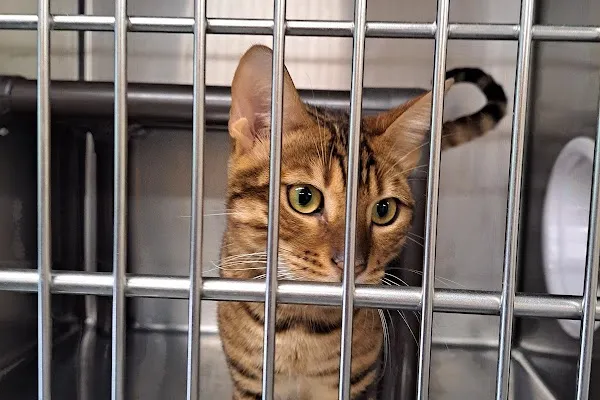 Mississauga Animal Services