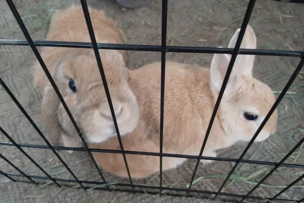 Rabbit & Small Pet Sitters (PetVacay)
