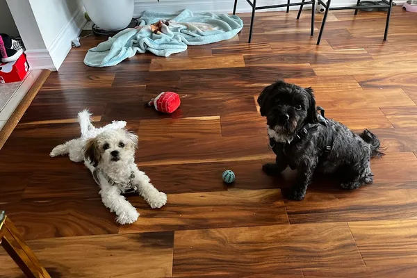 Cuddles - Dog Daycare (Small Dogs Only)