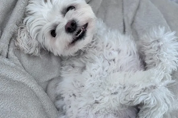Wet Nose Pet Service Inc