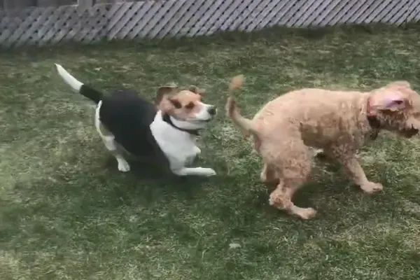 Wagging Happy Professional Dog Walking and Pet Care