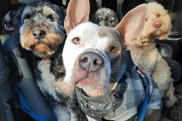 Pups 'n' Kittens Pet Services