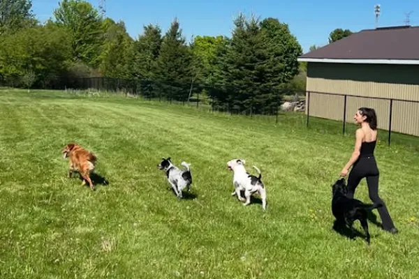 Anything Is Pawsible Dog Training