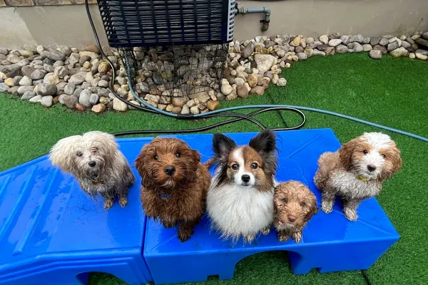 Puppy Power Dog Training - Boarding & Daycare Location
