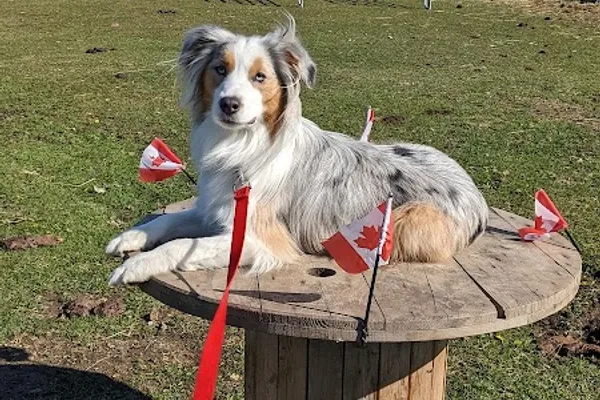 Mayrich Kennels