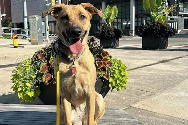 Structuredk9