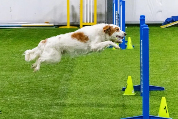 ALL AGILITY