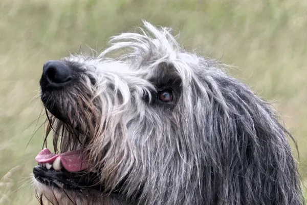 One Leg Up Canine Co. – Dog Training & Daycare