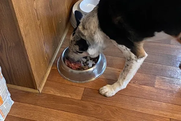Bark4raw