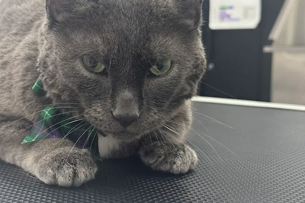 Fluffy Tailz - Pet Grooming