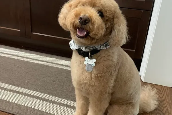 Fur Babies Dog Grooming