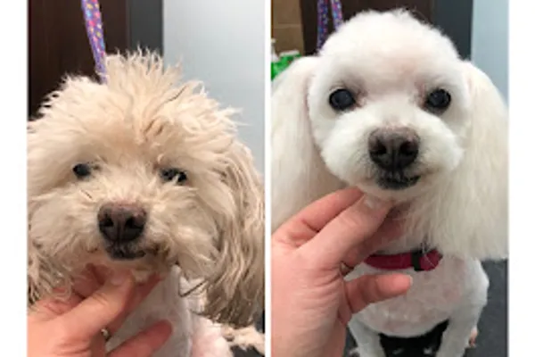 Star Paws Pet Grooming